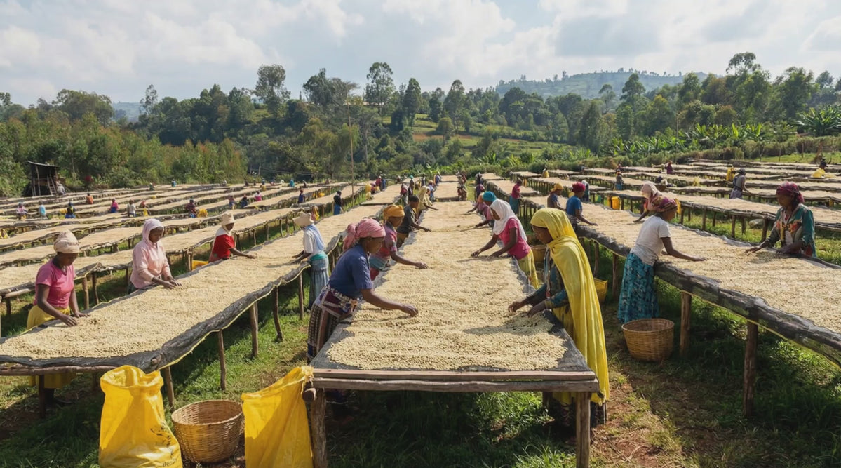 BIFTU GUDINA– GOOD LIFE COFFEE